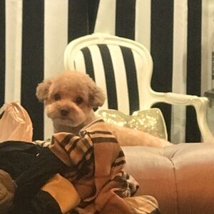 Meet your Posher, Marisol